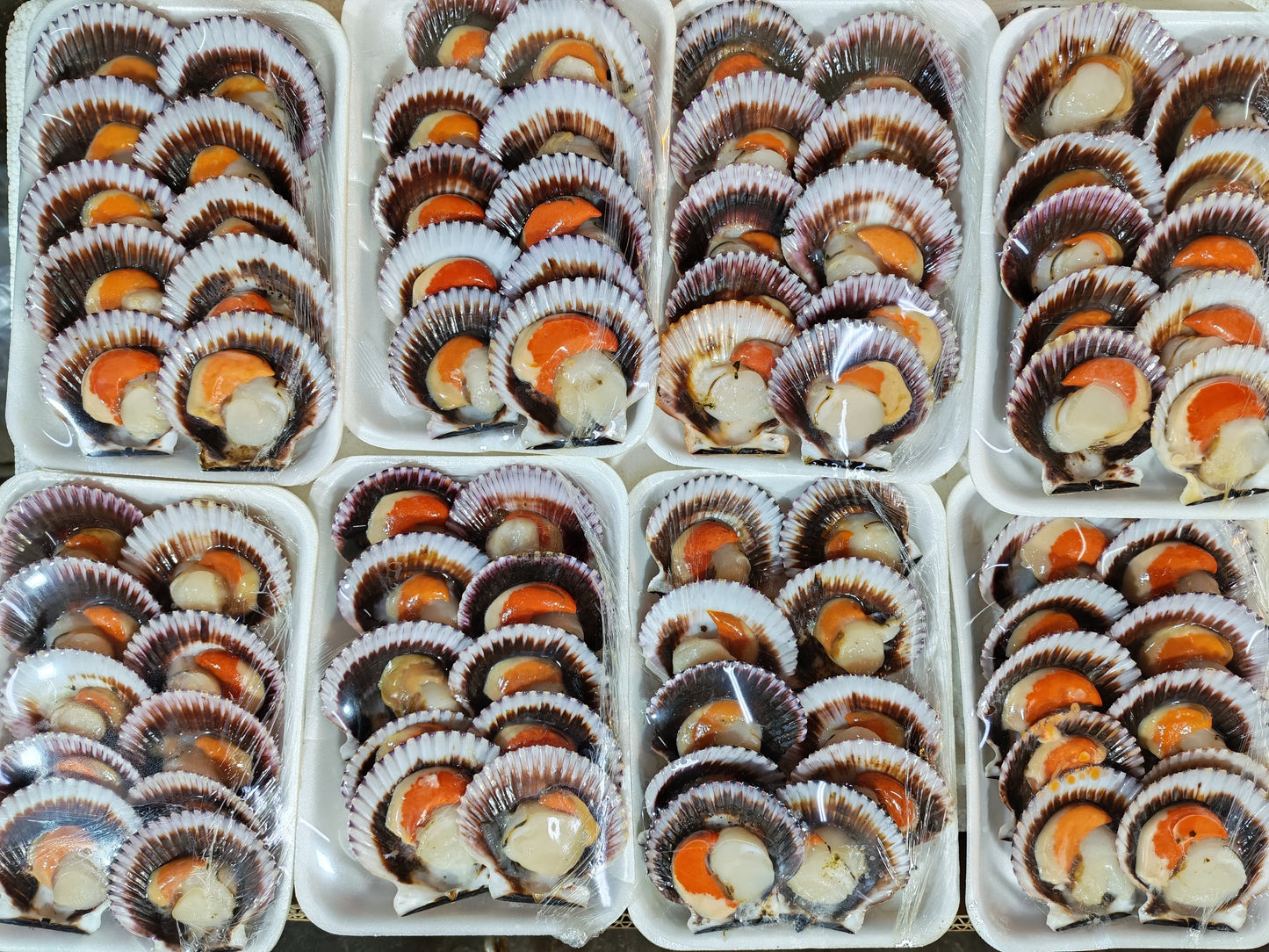 Ostiones Frescos (bandeja 10un)